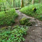 Spring beside the Joyce Kilmer Memorial Loop