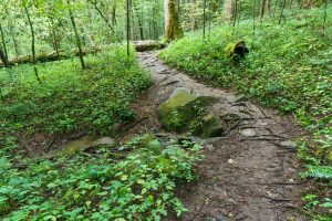 Spring beside the Joyce Kilmer Memorial Loop