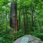 The Joyce Kilmer Memorial