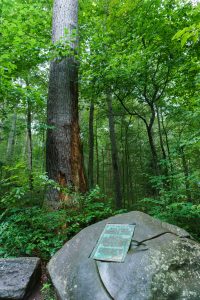 The Joyce Kilmer Memorial