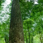 Healthy Big Tuliptree