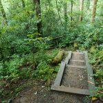 Steps on the Joyce Kilmer Memorial Loop Trail