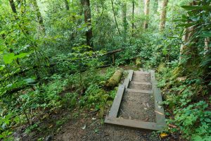 Steps on the Joyce Kilmer Memorial Loop Trail