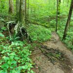 The Joyce Kilmer Memorial Loop