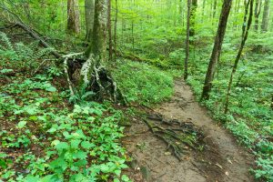 The Joyce Kilmer Memorial Loop