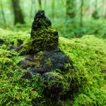 Moss on a Knob on a Log