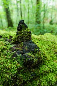 Moss on a Knob on a Log