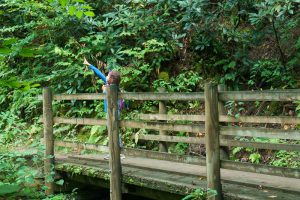 Mossy Bridge on the Joyce Kilmer Loop