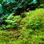 Mossy Hummock in Joyce Kilmer