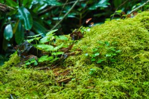 Mossy Hummock in Joyce Kilmer