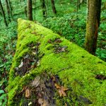 Mossy Log in Joyce Kilmer