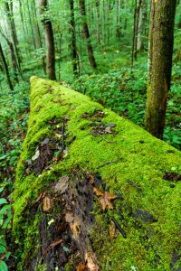 Mossy Log in Joyce Kilmer