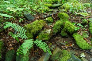 Mossy Wash in Joyce Kilmer