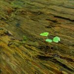 Seedling on a Nurse Log in Joyce Kilmer