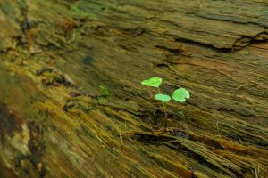 Seedling on a Nurse Log in Joyce Kilmer