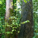 Yellow Birch in Tree Crotch