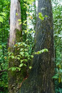 Yellow Birch in Tree Crotch