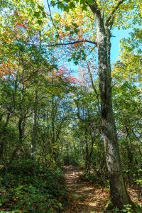 Early Fall Color on the Hawksbill Trail