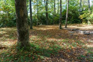 Campsite on Jonas Ridge Trail