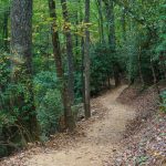 Forested Section of the Skyline Trail