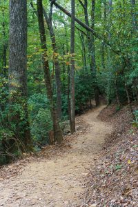 Forested Section of the Skyline Trail