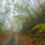 Fall Trees Over the Road