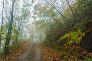 Fall Trees Over the Road