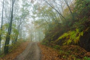 Fall Trees Over the Road