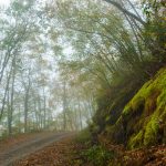 Mossy Rocks in Fog