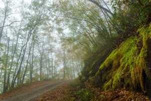 Mossy Rocks in Fog