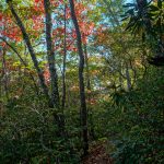 Fall Color on the Big Piney Ridge Trail