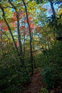 Fall Color on the Big Piney Ridge Trail