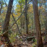 Dead Trees on the Graybeard Trail