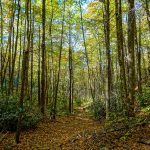 Graybeard Trail in Fall Color