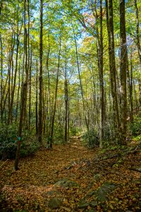 Graybeard Trail in Fall Color