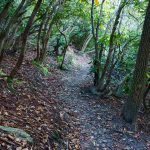 Graybeard Trail in Rhododendrons