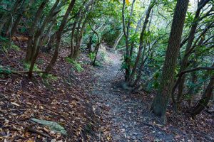 Graybeard Trail in Rhododendrons