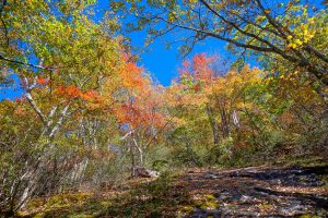 Fall Color at Rock Outcrop on the Graybeard Trrail