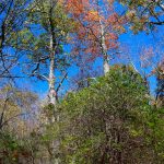 Tall Trees on the Graybeard Trail