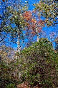 Tall Trees on the Graybeard Trail