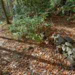 Switchback on the Graybeard Trail