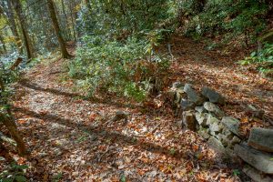 Switchback on the Graybeard Trail