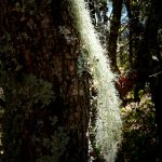 Gray Lichen on the West Ridge Trail