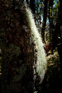 Gray Lichen on the West Ridge Trail