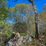 Big Trees on West Ridge