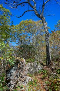 Big Trees on West Ridge