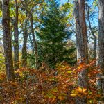 West Ridge Trail Red Spruce