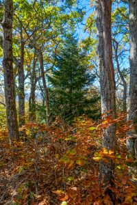 West Ridge Trail Red Spruce