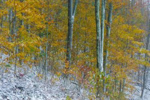 Fresh Snow beneath Fall Leaves