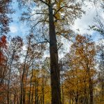 Huge Poplar on the Big Fork Ridge Trail